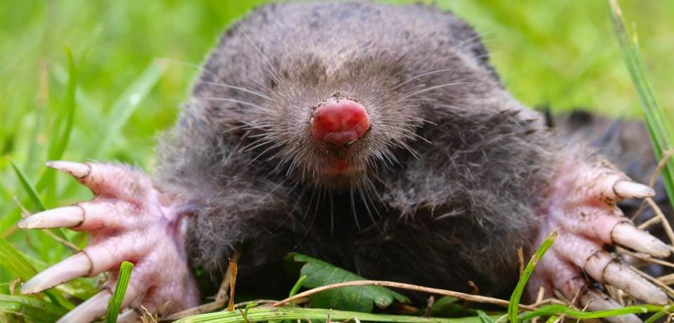 Moles, Voles, and Winter Pest Control