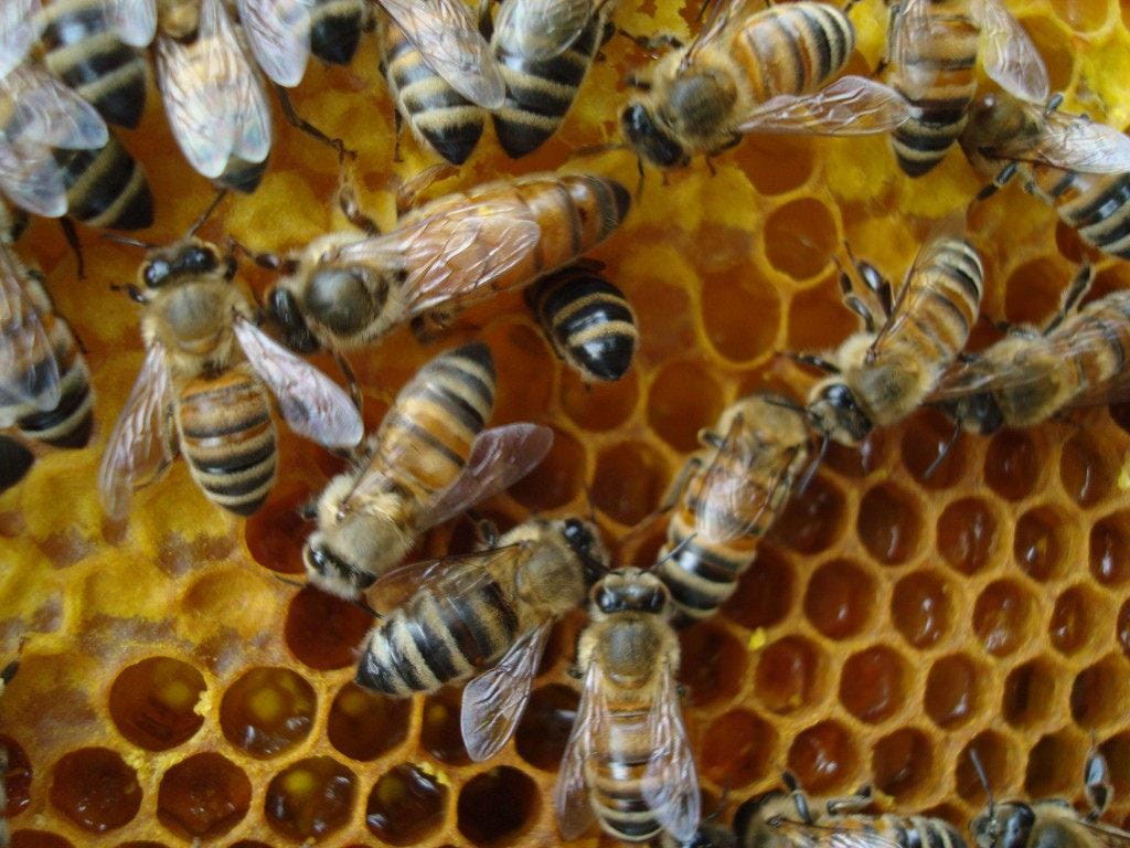 20,000 Bees - No Need to Panic, Just Call Us