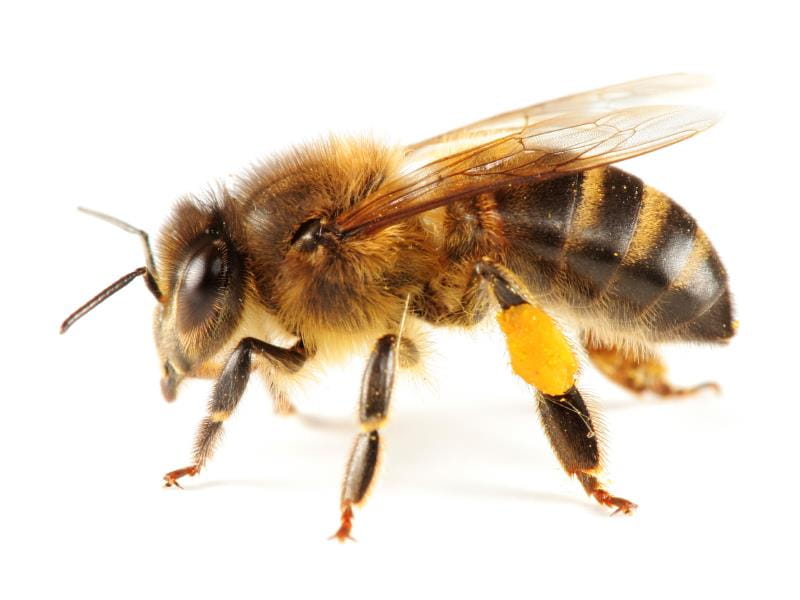 Wasps, Bees, Cockroaches, and Beetles - It's That Time of Year