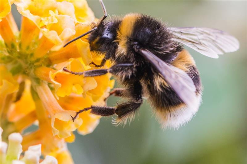 How Bees Keep Cool During the Heat of Summer