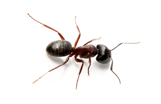 Ant Removal