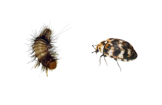 Beetles and Cockroaches