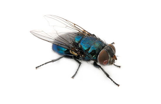 Flies and Moths