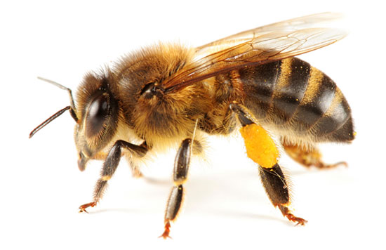 Bee Removal