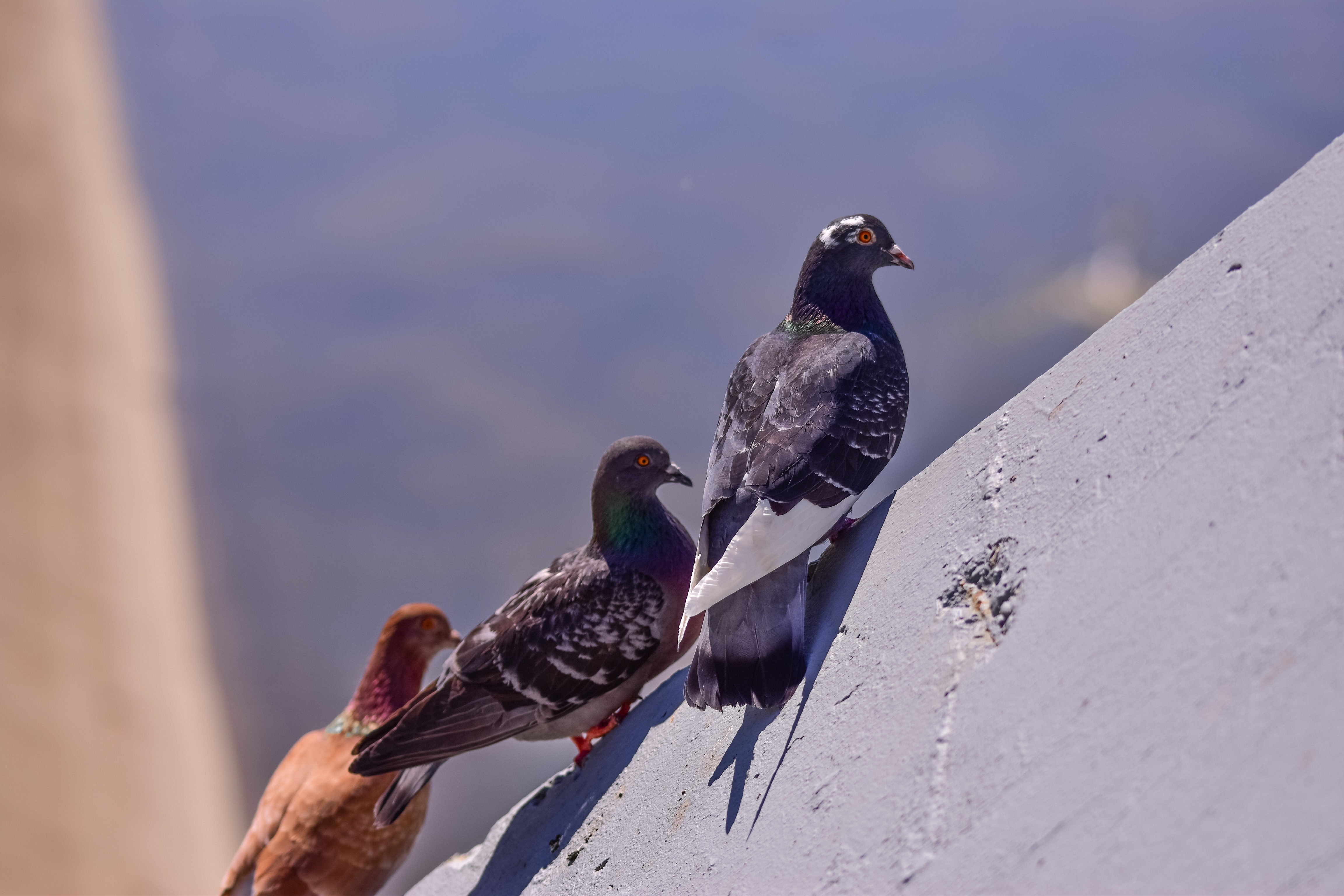Pest control image