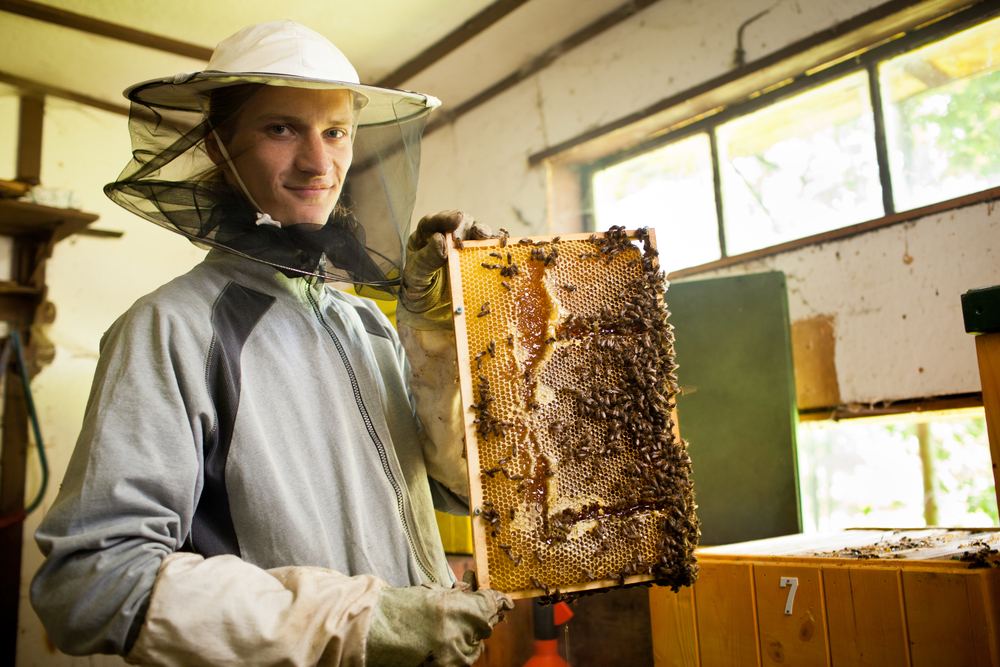 Bee Removal