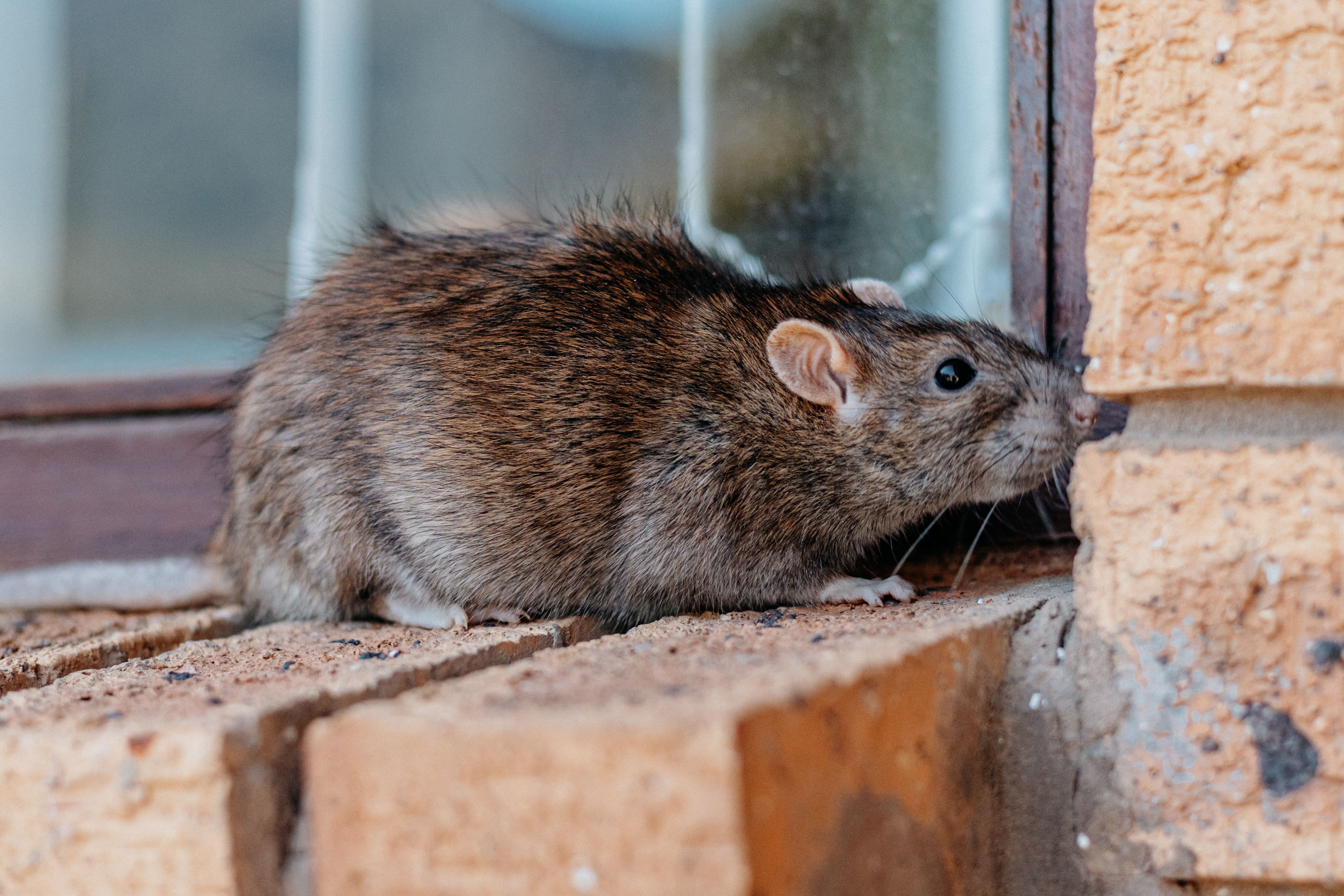 4 Signs That Suggest You Have a Rodent Problem 