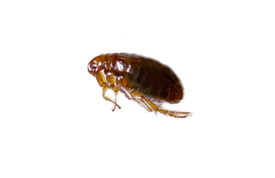 Fleas