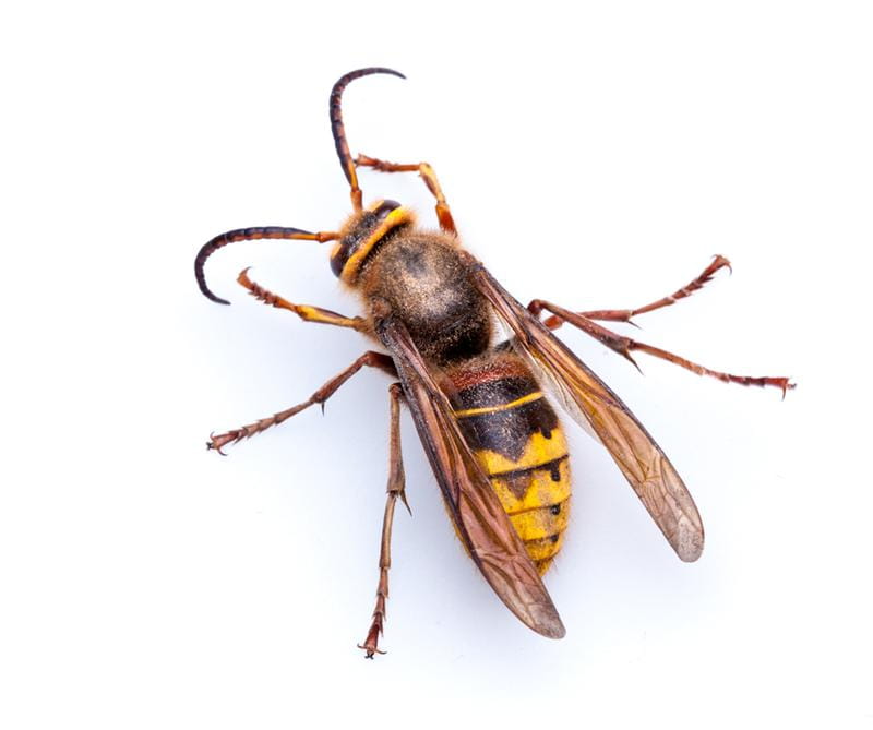 Wasp & Hornet Control