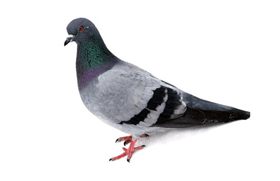 Bird Control