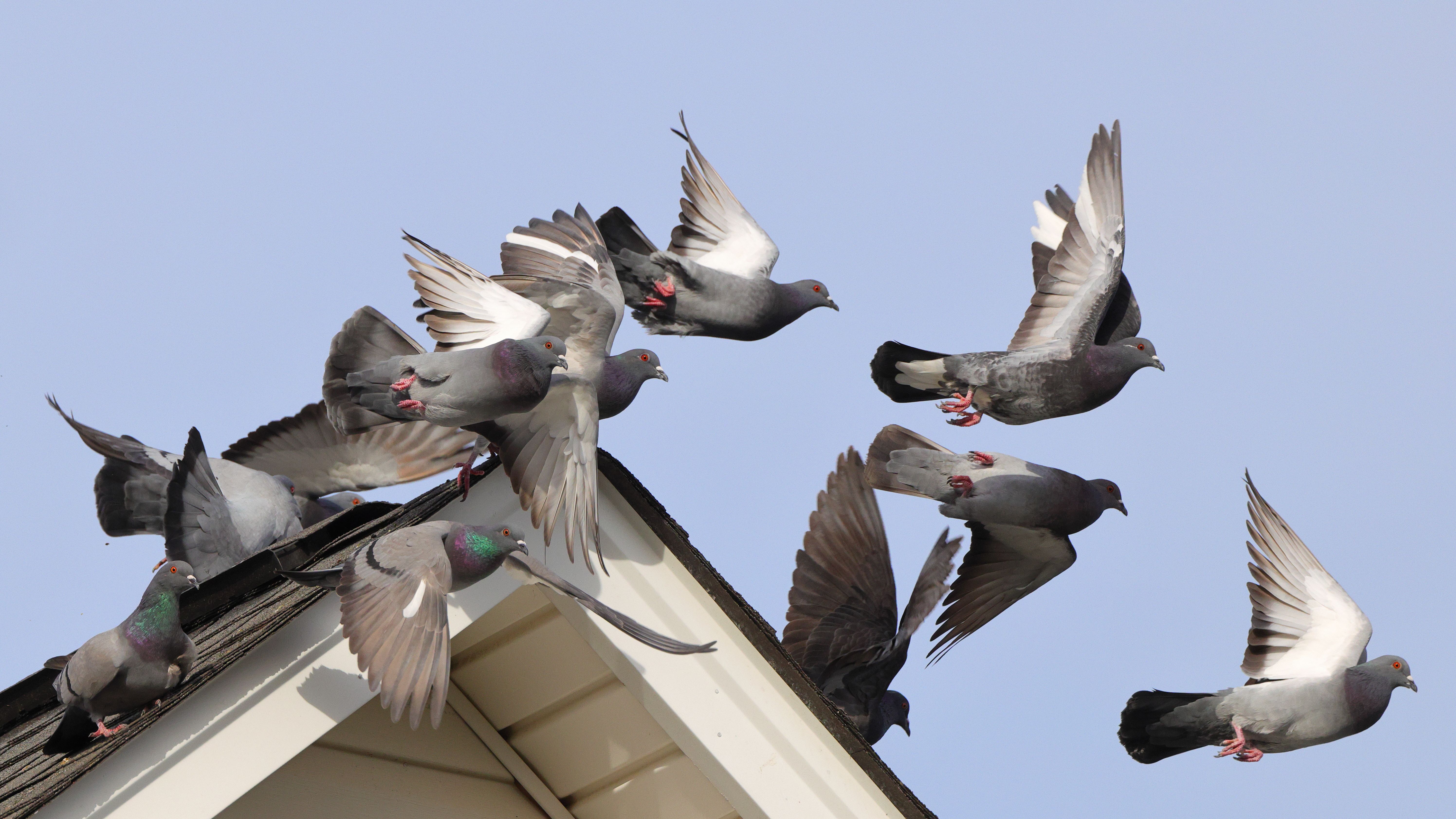 Bird Control