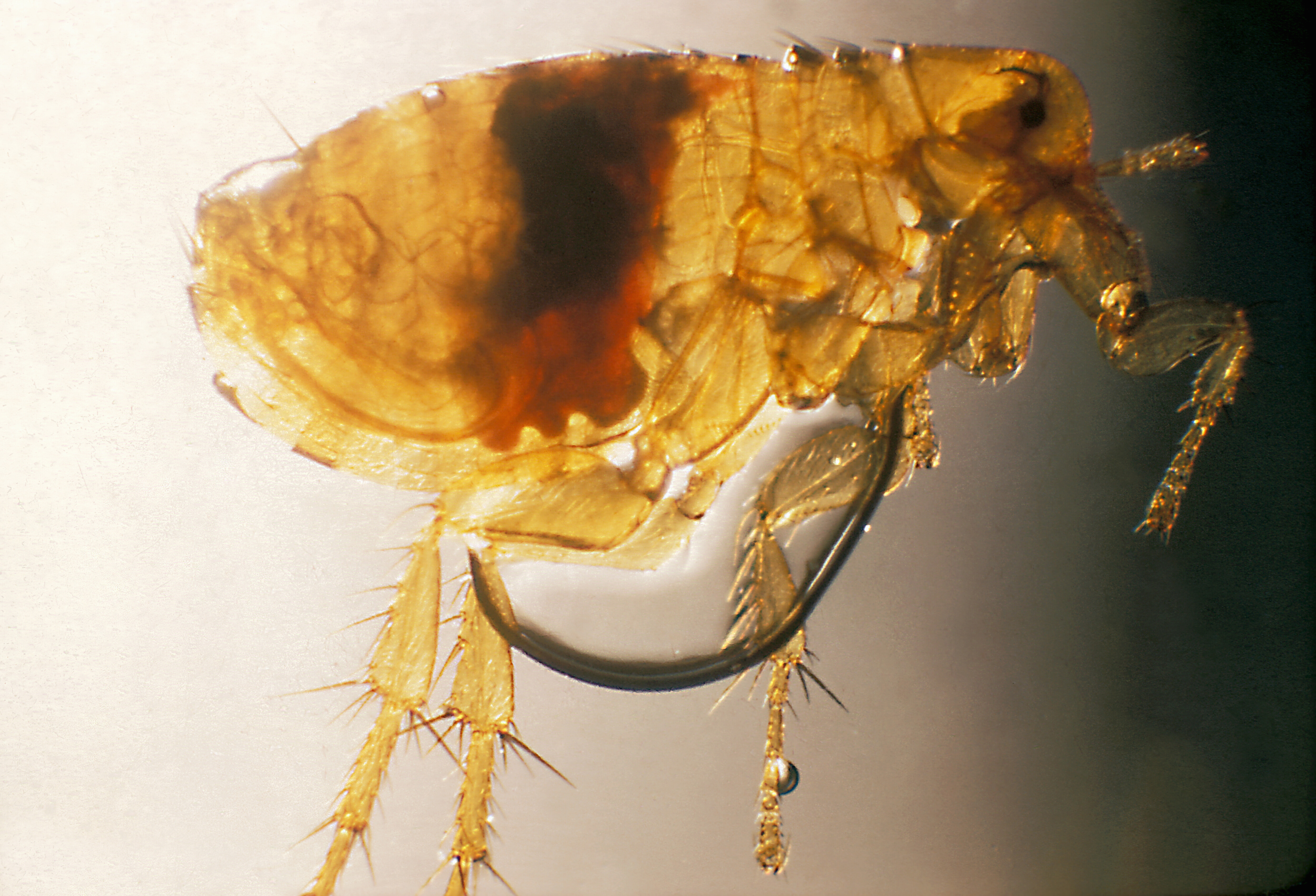 Fleas