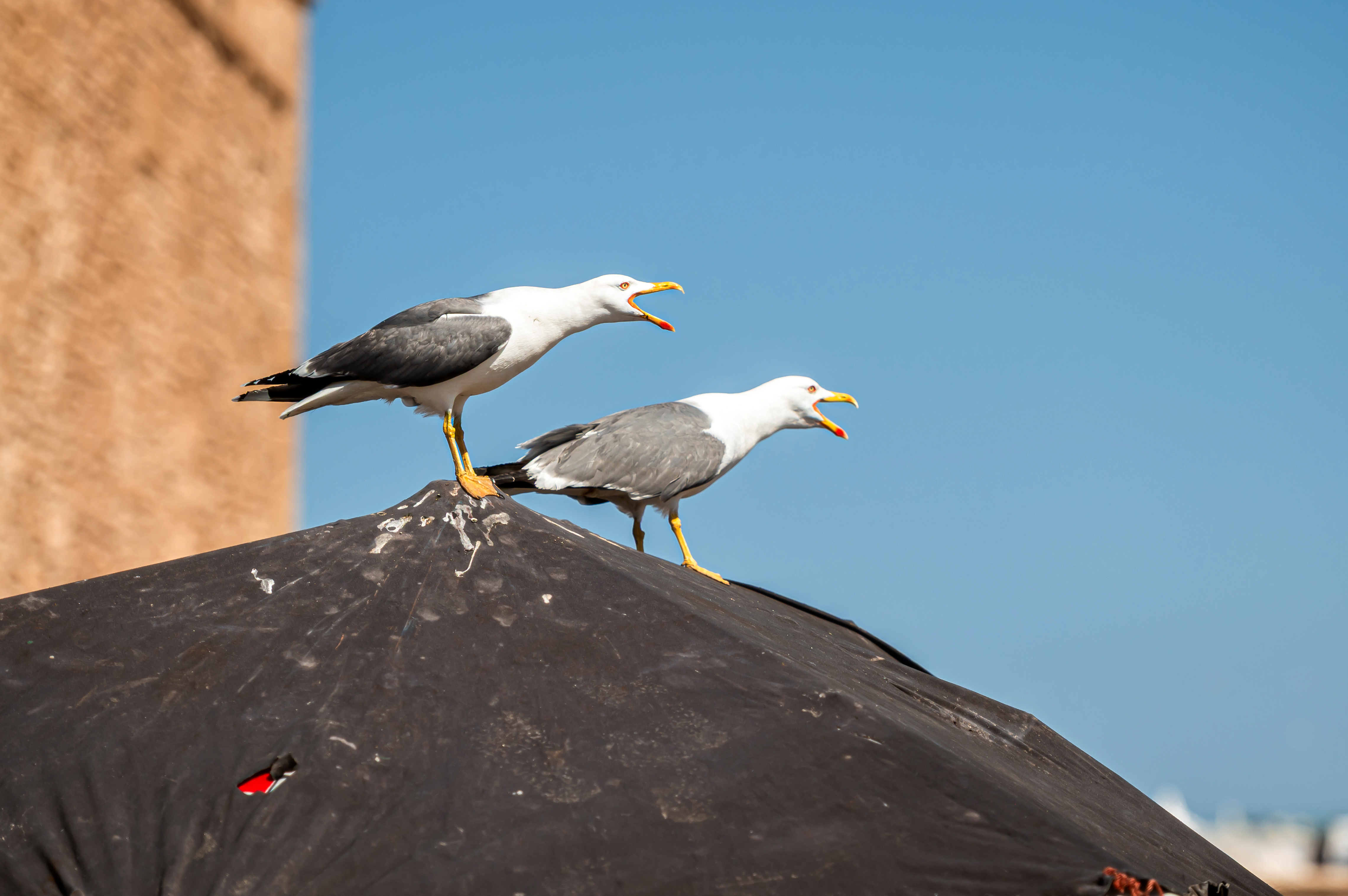 Pest control image