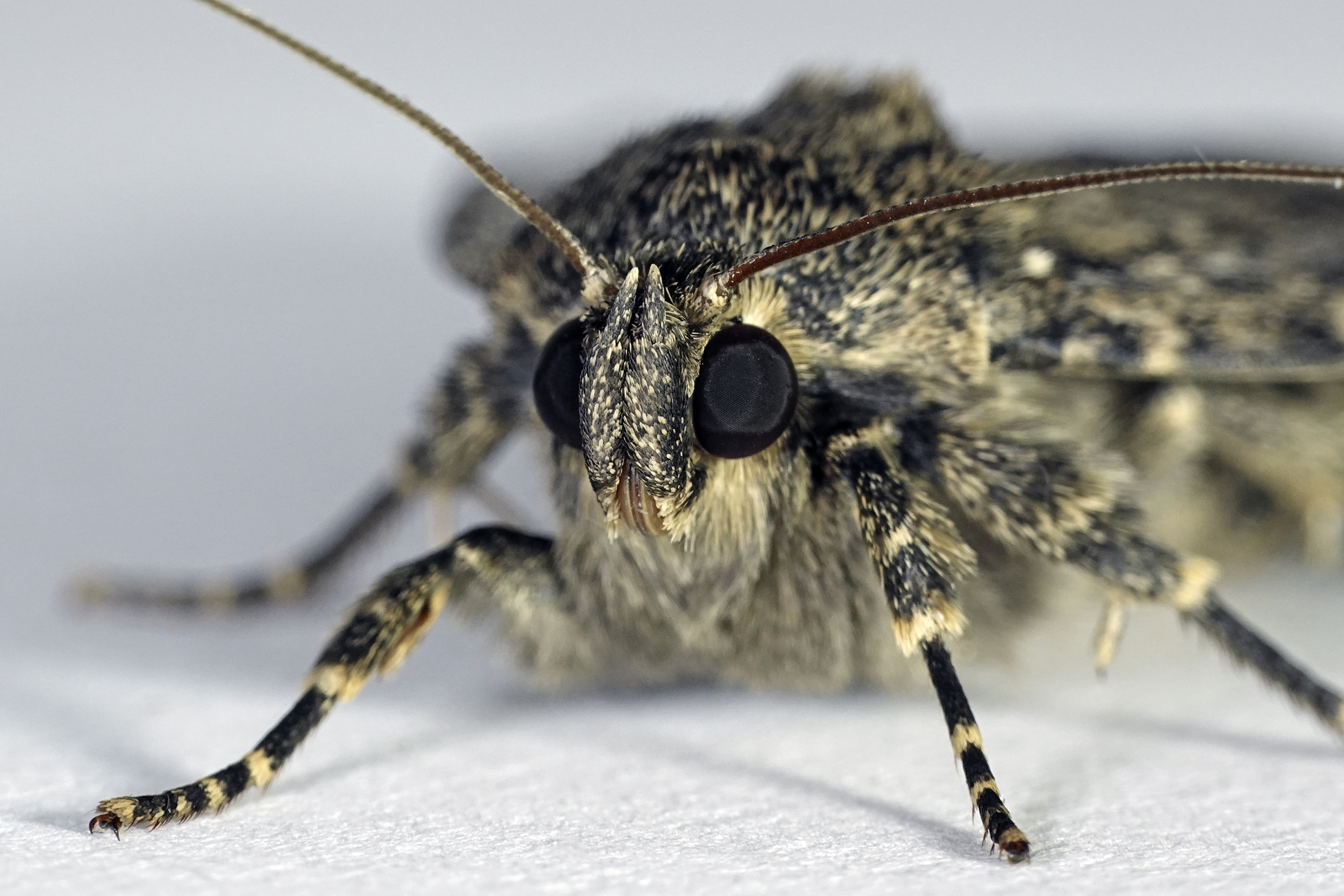 Carpet Moths