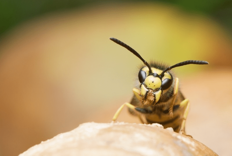 Heatwave or Waspwave? 