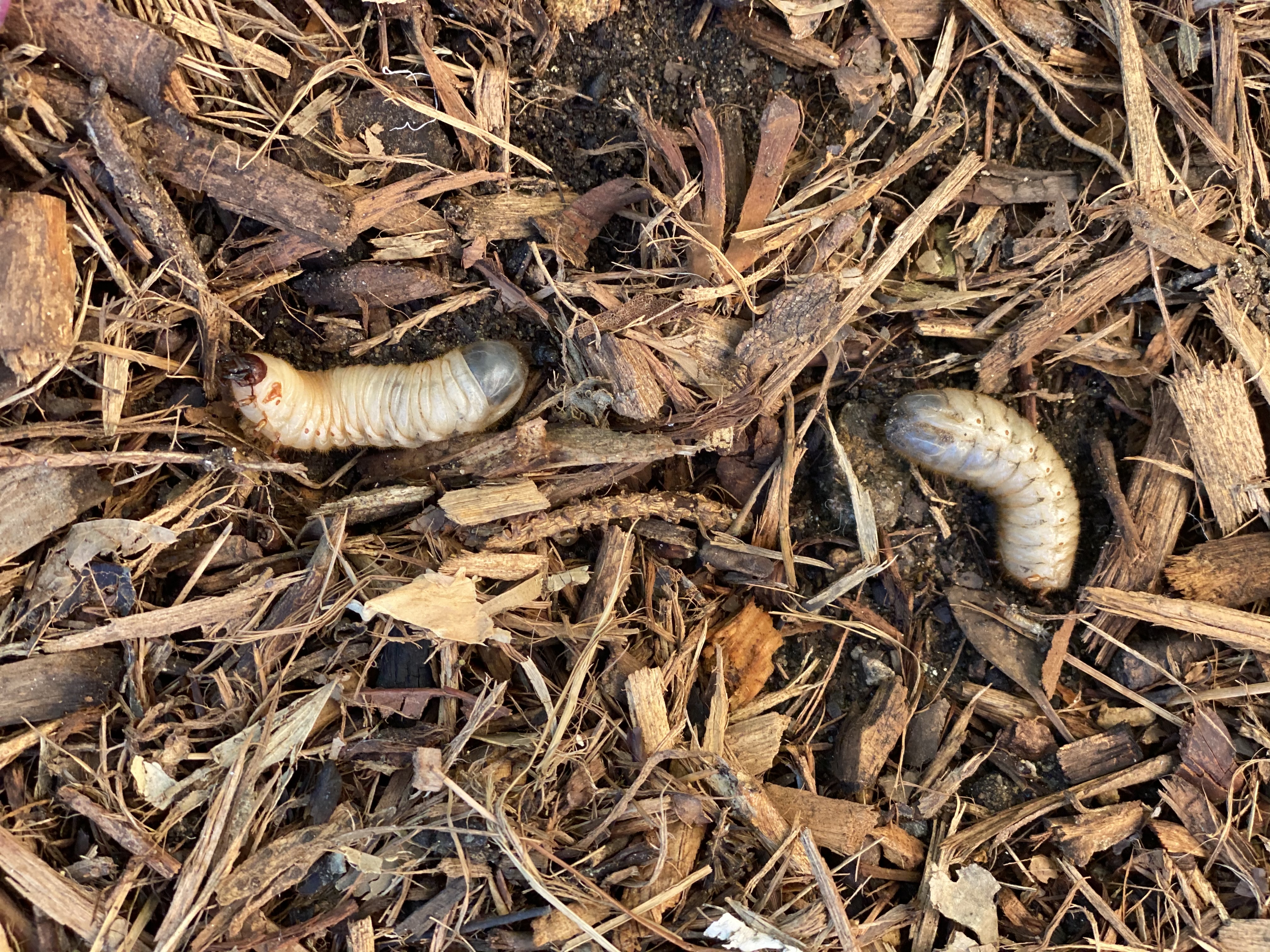 Pest control image