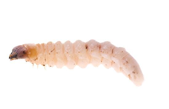 Woodworm Timber Treatment
