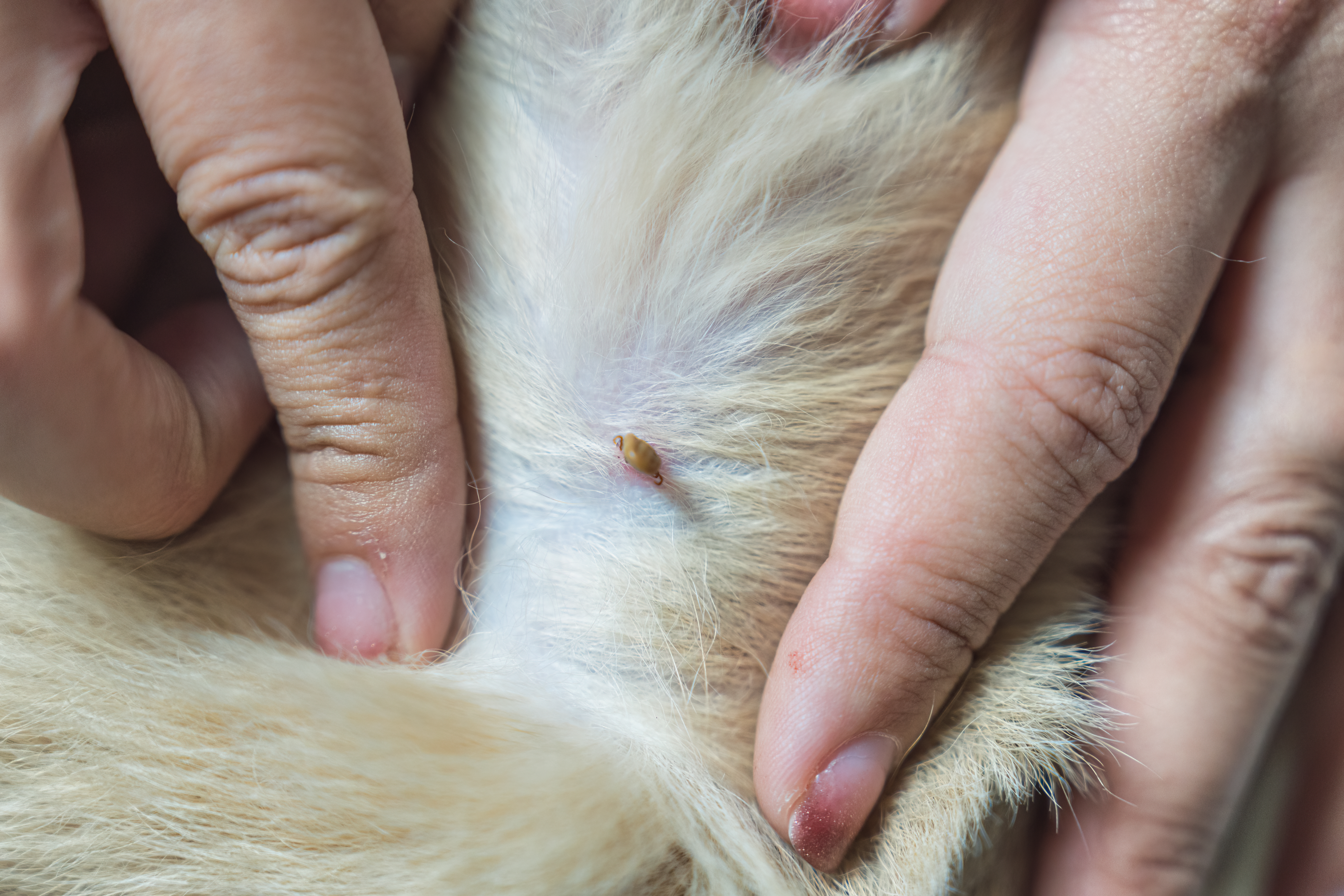 Fleas