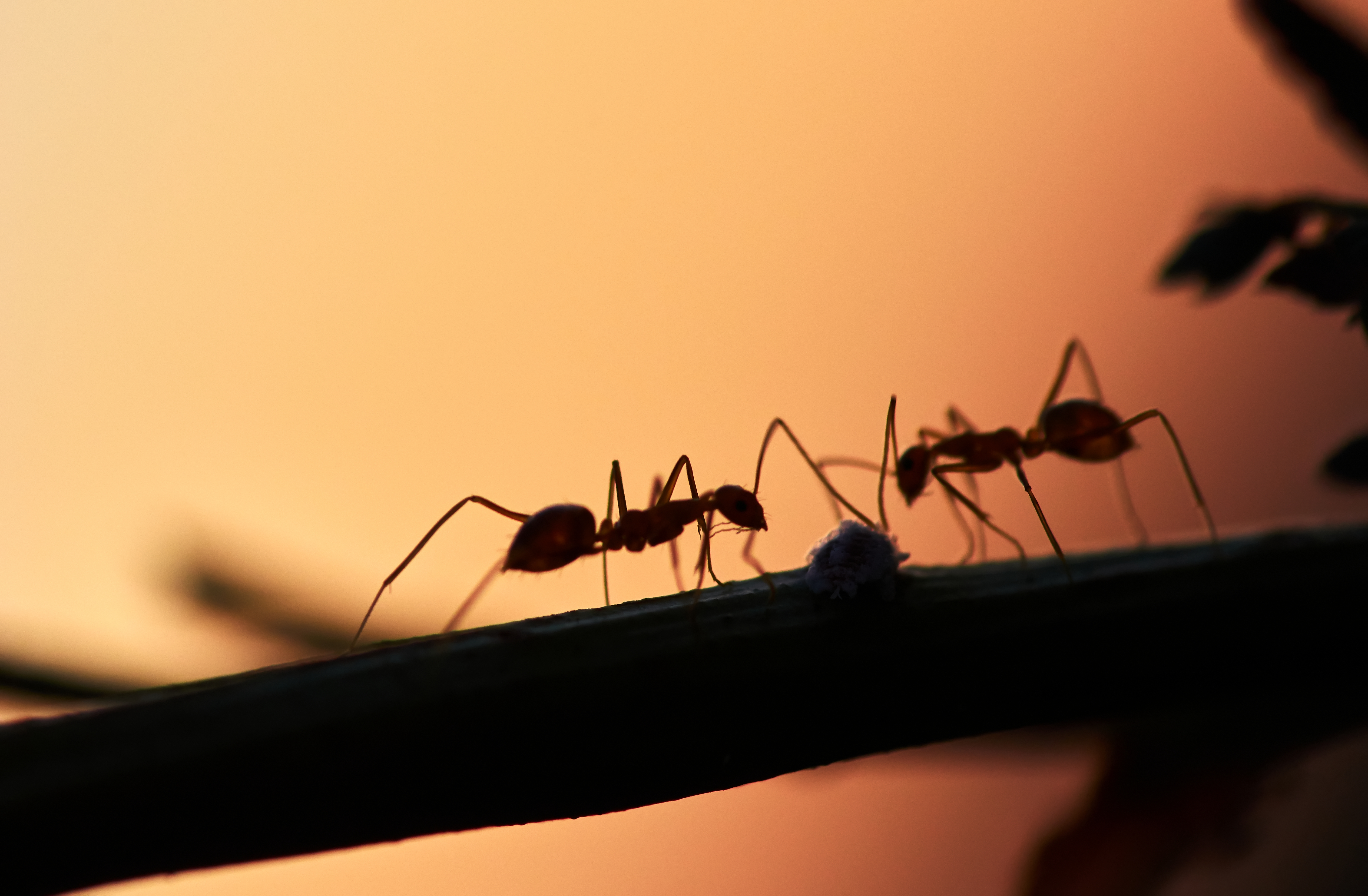 Ant Removal